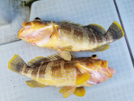 アマテラス 釣果