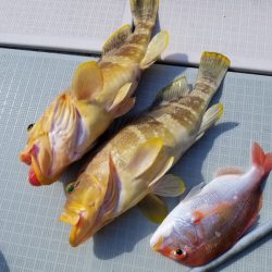 アマテラス 釣果