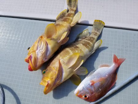 アマテラス 釣果