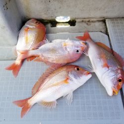 アマテラス 釣果