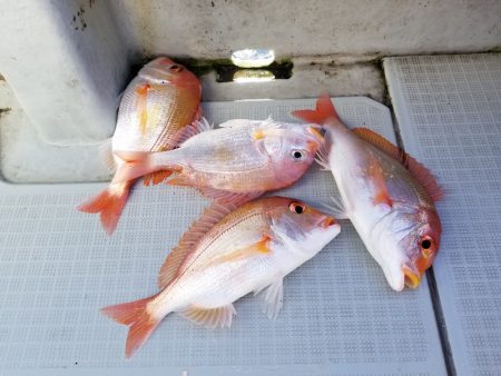 アマテラス 釣果