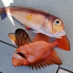 アマテラス 釣果