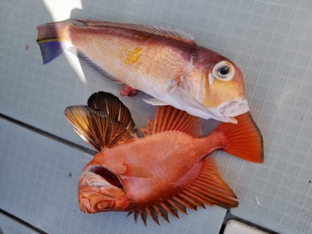 アマテラス 釣果