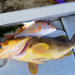 アマテラス 釣果