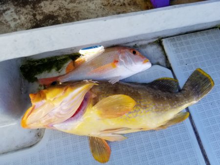 アマテラス 釣果