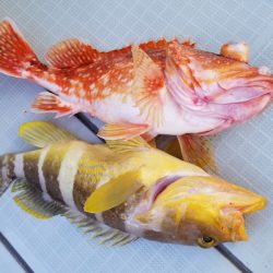 アマテラス 釣果