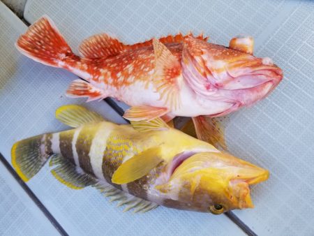 アマテラス 釣果