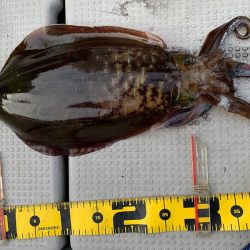 エヌスタイル 釣果