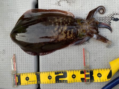 エヌスタイル 釣果