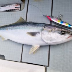 アマテラス 釣果