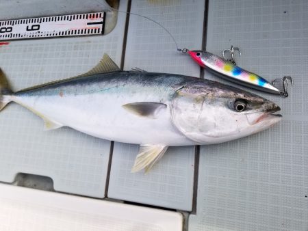 アマテラス 釣果