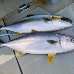 アマテラス 釣果