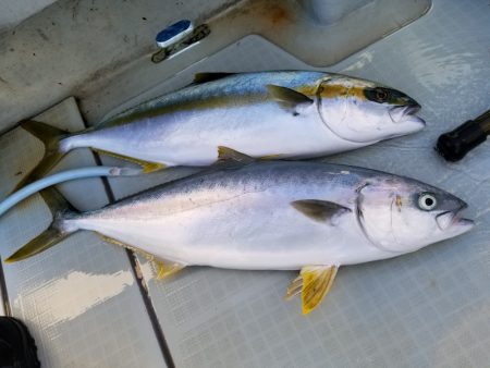 アマテラス 釣果