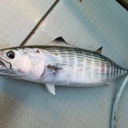 アマテラス 釣果