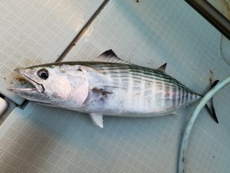 アマテラス 釣果