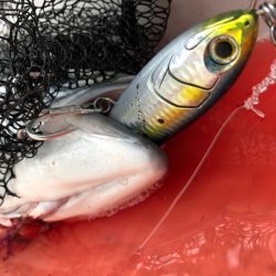 「LaGooN」蒼陽丸 日和号 釣果