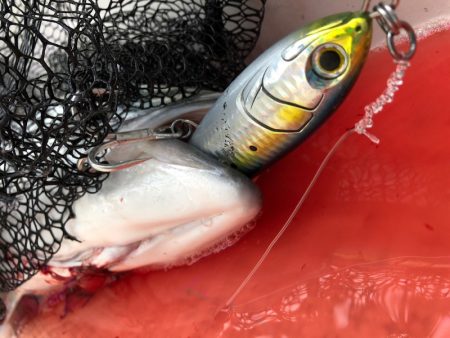 「LaGooN」蒼陽丸 日和号 釣果