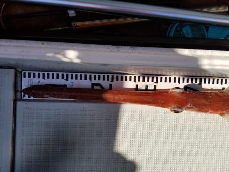 アマテラス 釣果