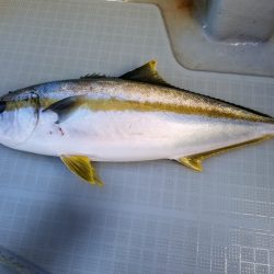 アマテラス 釣果