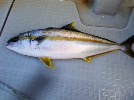 アマテラス 釣果