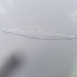 アマテラス 釣果