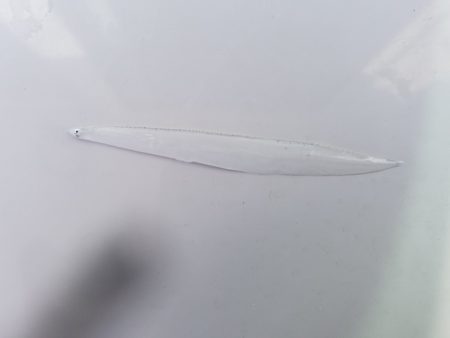 アマテラス 釣果