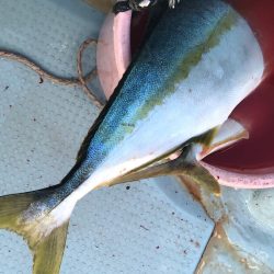 あみや渡船 JIGBOY 釣果