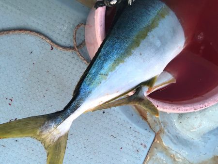 あみや渡船 JIGBOY 釣果