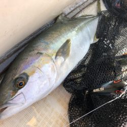「LaGooN」蒼陽丸 日和号　 釣果