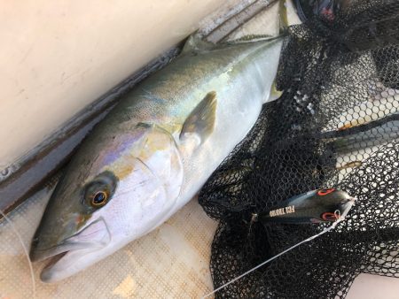「LaGooN」蒼陽丸 日和号　 釣果