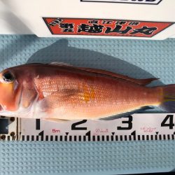 第二八坂丸 釣果