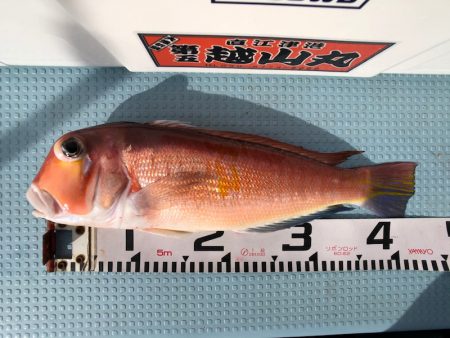 第二八坂丸 釣果