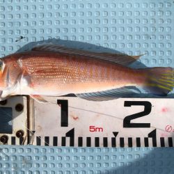 第二八坂丸 釣果