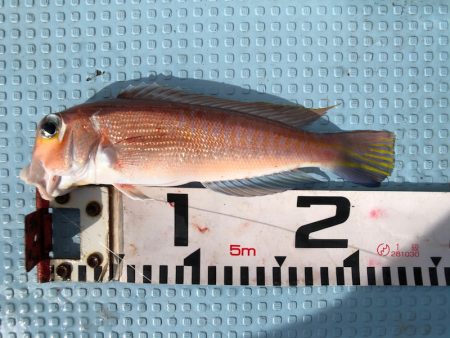 第二八坂丸 釣果