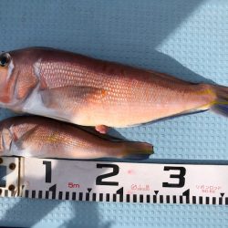 第二八坂丸 釣果