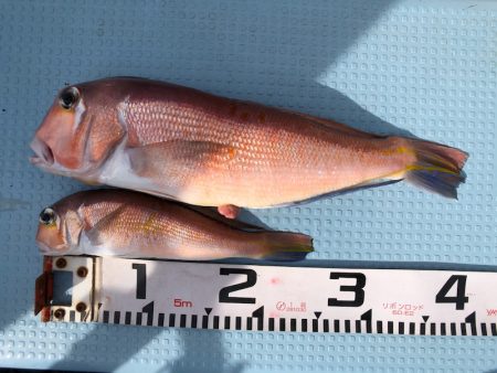 第二八坂丸 釣果