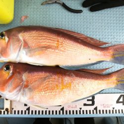 第二八坂丸 釣果