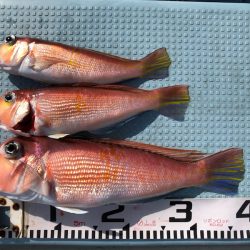 第二八坂丸 釣果