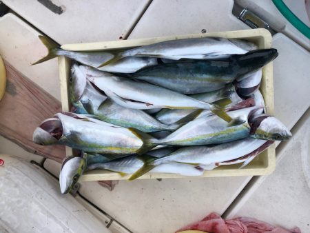 Ｖ−７ West 釣果