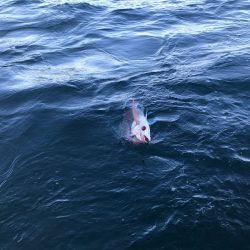 龍神丸（鹿児島） 釣果