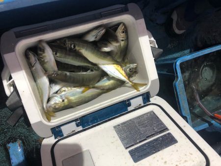 ヤザワ渡船 釣果