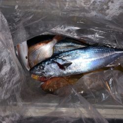 さくら丸 釣果