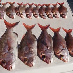 遊漁船 家入 釣果