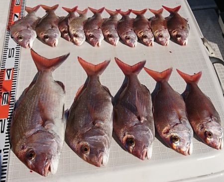 遊漁船 家入 釣果