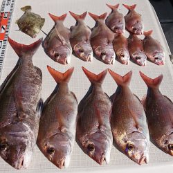 遊漁船 家入 釣果