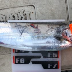 フィッシング キッタカ 釣果