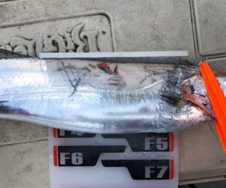 フィッシング キッタカ 釣果