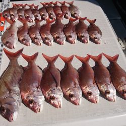 遊漁船 家入 釣果