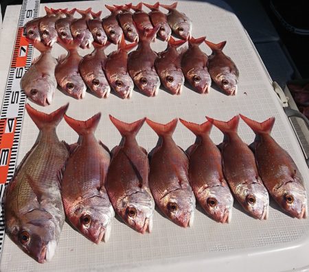 遊漁船 家入 釣果