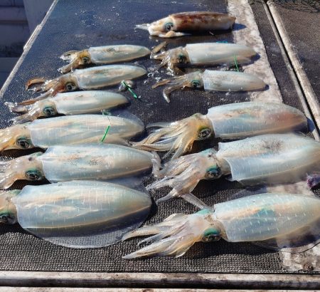 ブルースフィッシングサービス 釣果